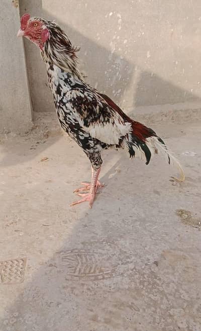 اصیل کمال قسم