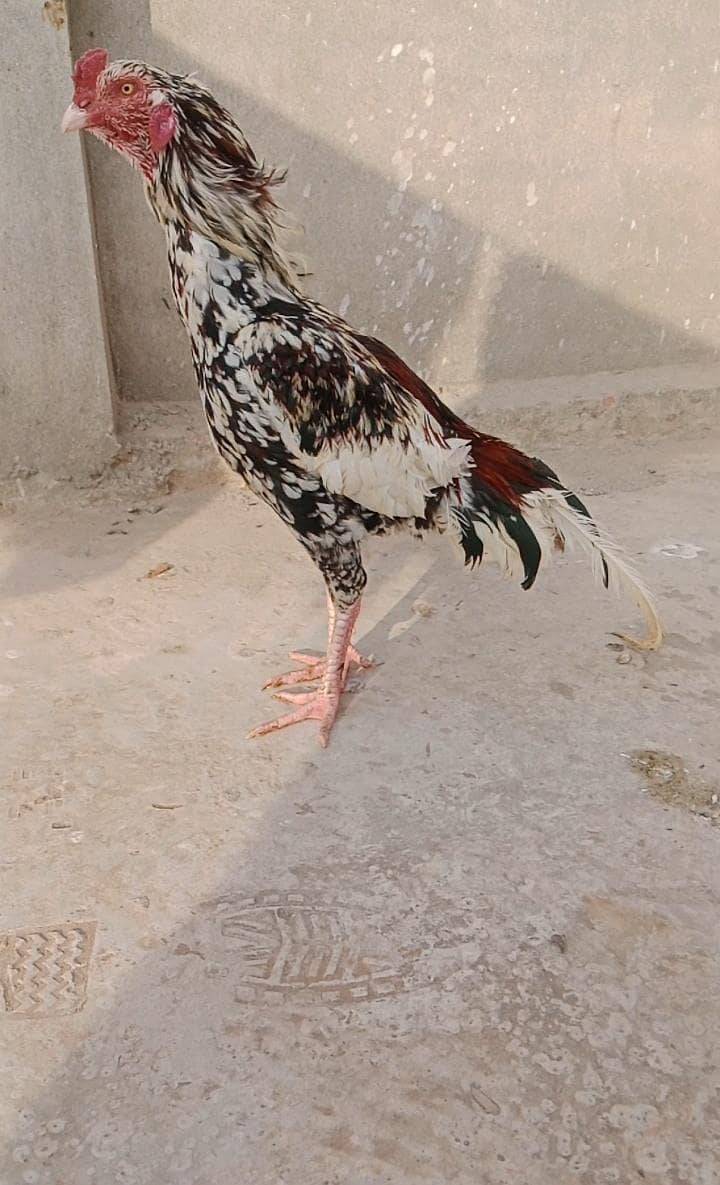 اصیل کمال قسم 0