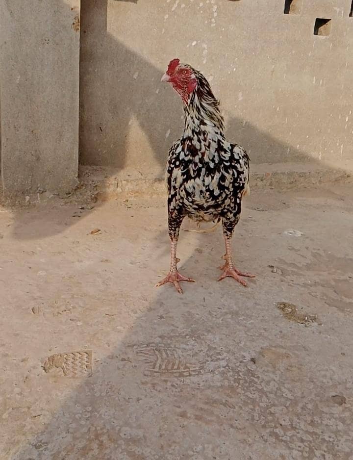 اصیل کمال قسم 1