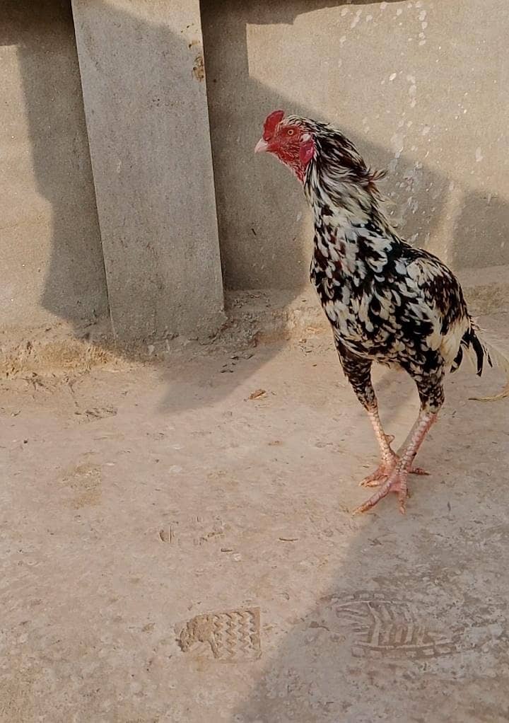 اصیل کمال قسم 2