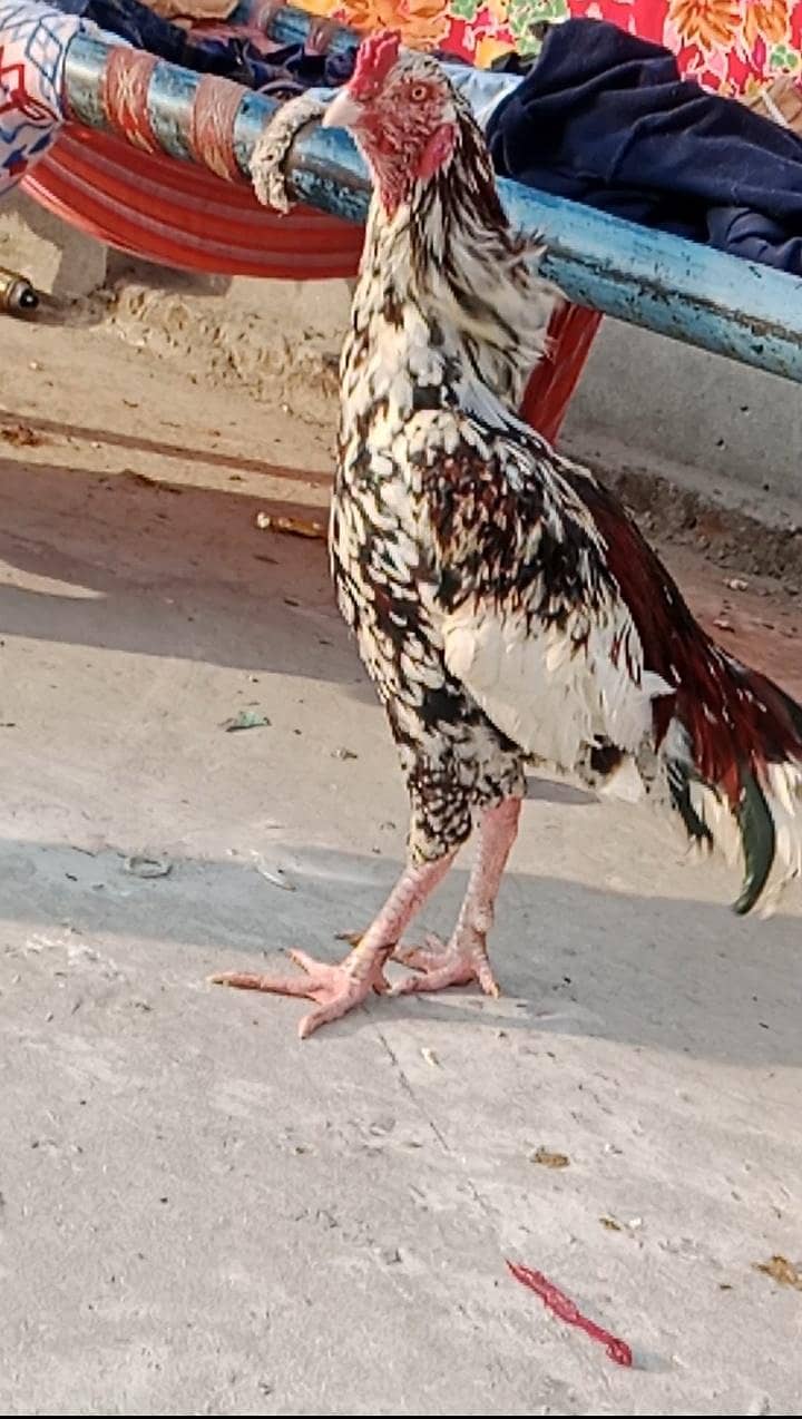 اصیل کمال قسم 3