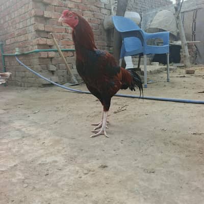 فل تیار مرغا