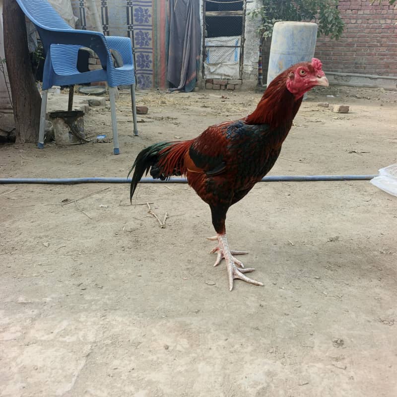 فل تیار مرغا 1