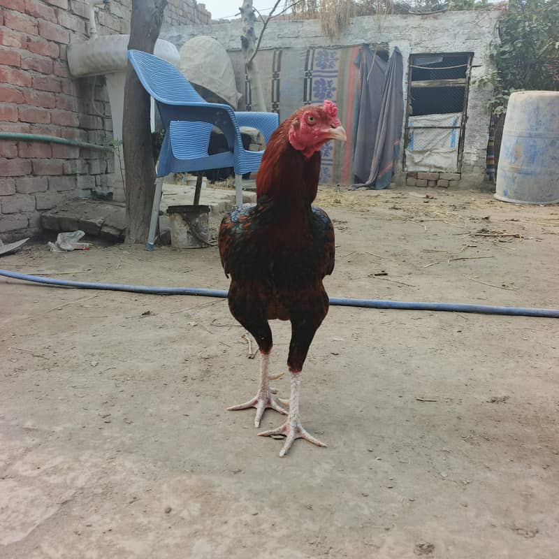 فل تیار مرغا 2