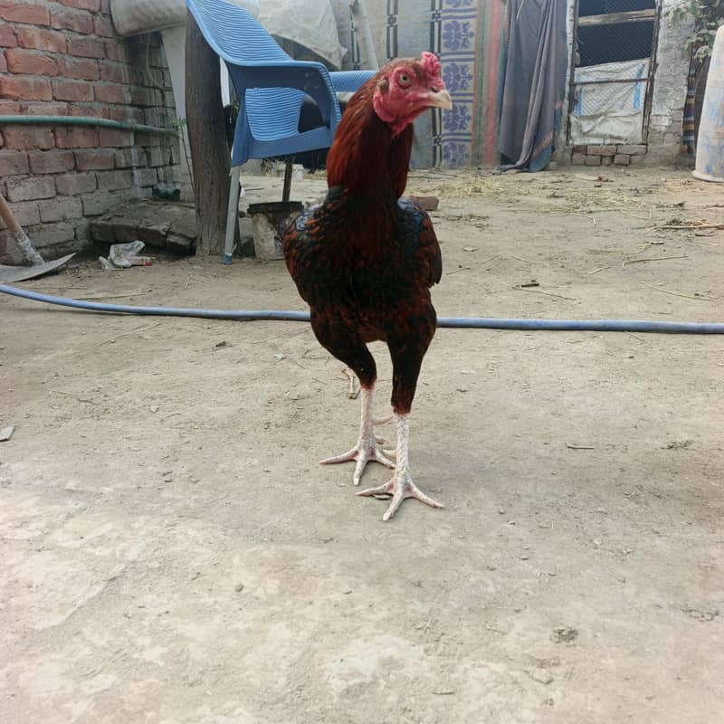 فل تیار مرغا 3