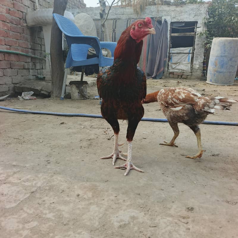 فل تیار مرغا 4