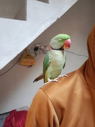 Talking and Hand Tame Raw Parrot Full active