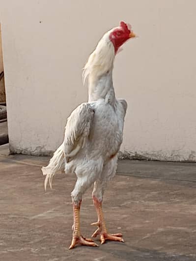 King Size High quality White O Shamoo  pure white blood line