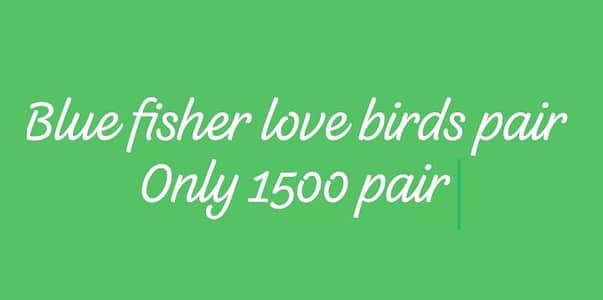 Blue fisher love bird pair
