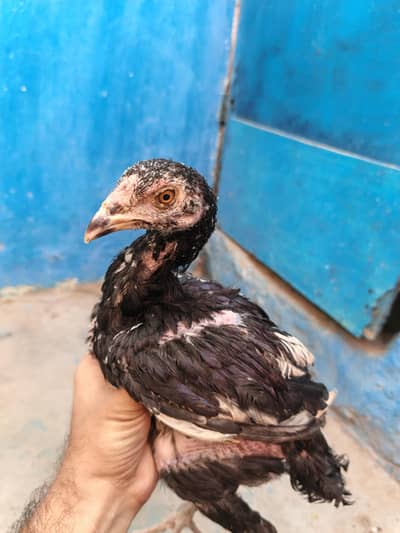 aseel lasani chicks pathaiy