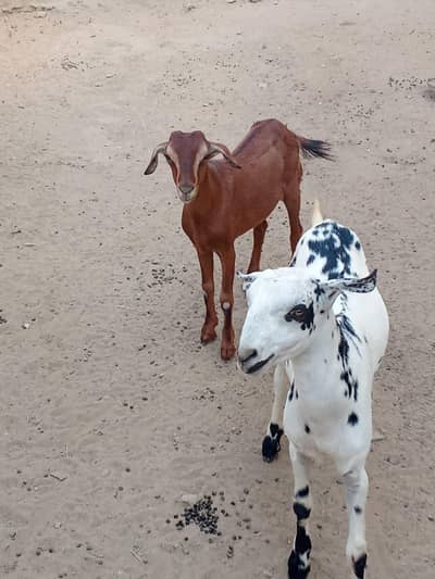 taddy bakra sale here please buy now please call me