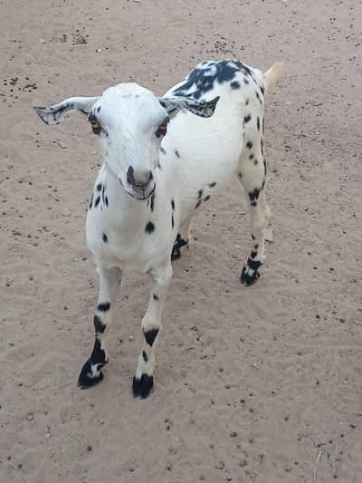 taddy bakra sale here please buy now please call me