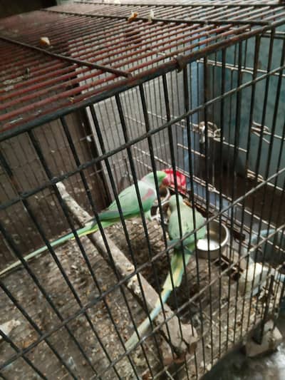 Raw Kashmiri & Ring Neck  Pairs For Sell