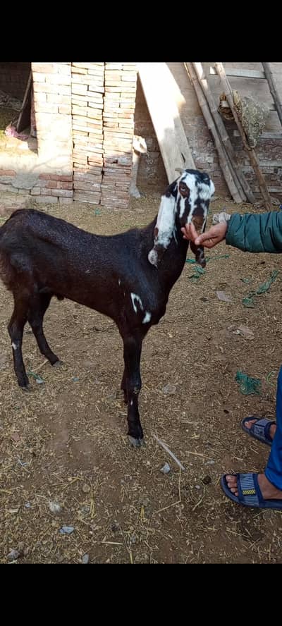 5to6 month age bettel bacha height 34to35