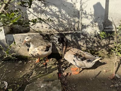 Duck pair