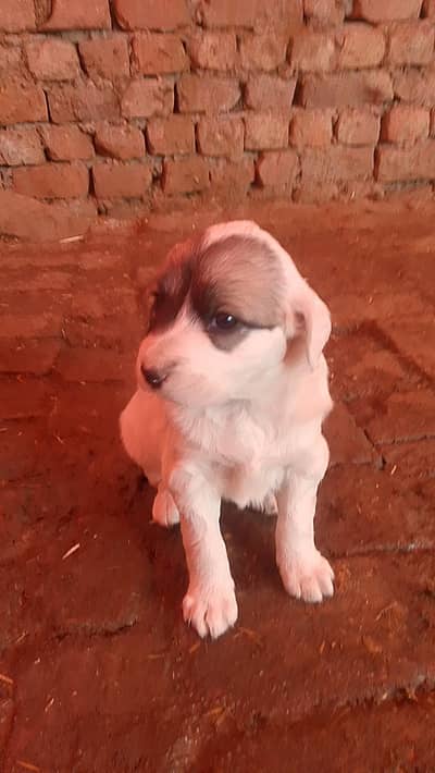 pista puppy 3 month vaccine or drawing ho gai hai
