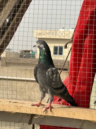 Quality Breeder Pigeons