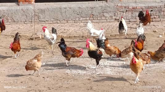 Desi Murghay for Sale