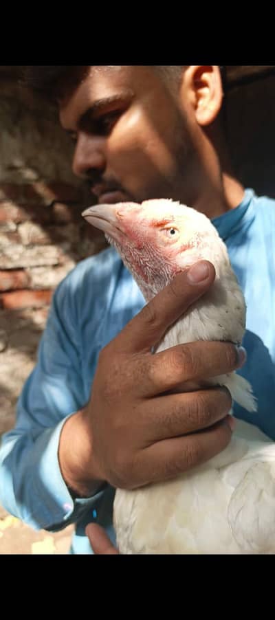 pior white madi ha full heavy quality long Hite ha