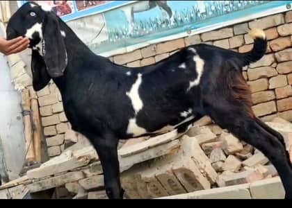 mashallah nagra cross 31 hight