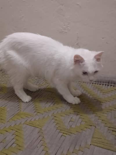 Persian cat for sale