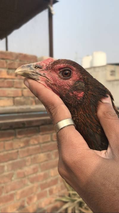 Pure Thai madi and Pakistani murga