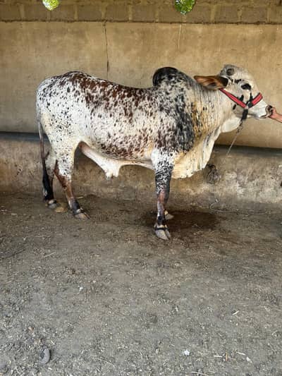 Cholistani Bachra for sale. Qurbani 2026