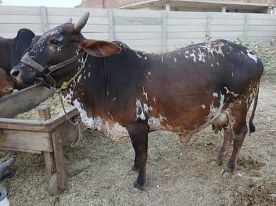 Cholistani Cow Urgent for sale