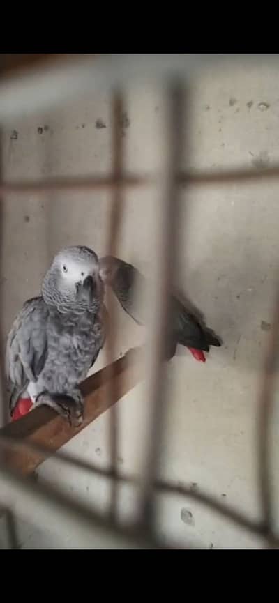 African grey Breeder pair
