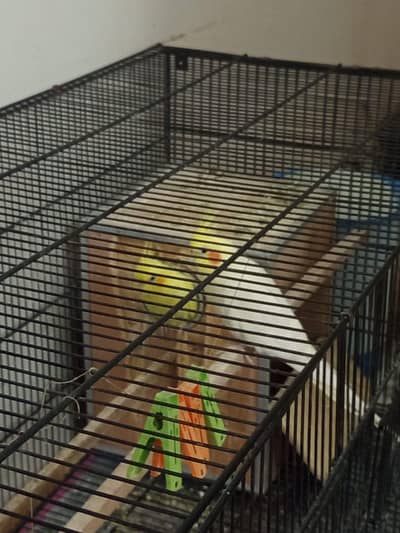 White Cockatiel pair with cage included.