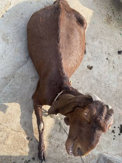 Sony walibakri Alhamdulellah 1 month sy km arsy ma so jay ge