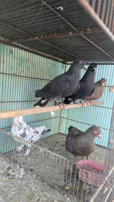 Pigeon / Kabotar / Kabootar