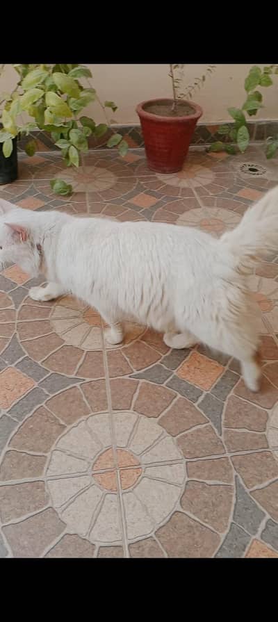 Persian double coated male female