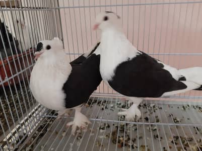 Fancy pigeon