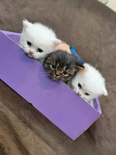 Persian kittens for sale