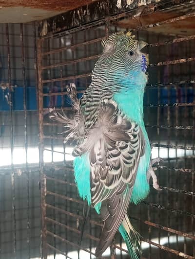 Hogo split black female