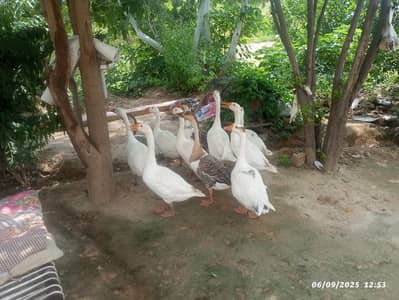 Long Neck Ducks | Goose Pair | Breeder pair | Duck pair for sale