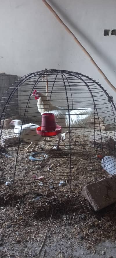 Heera Aseel Murga for Sale