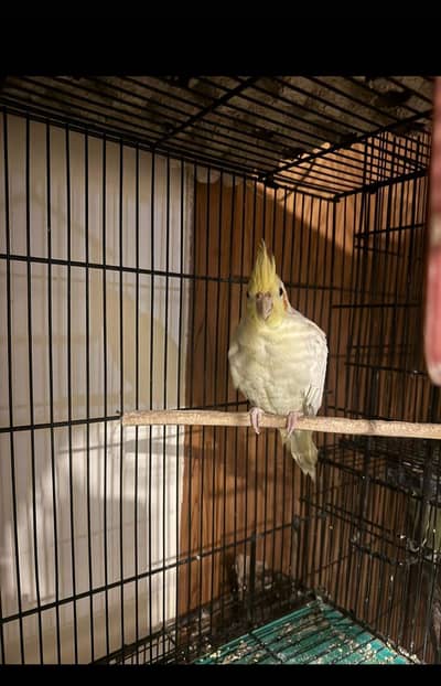 urgent sell birds with cage