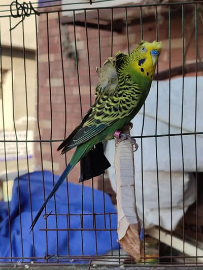 black face hogo budgies for sale
