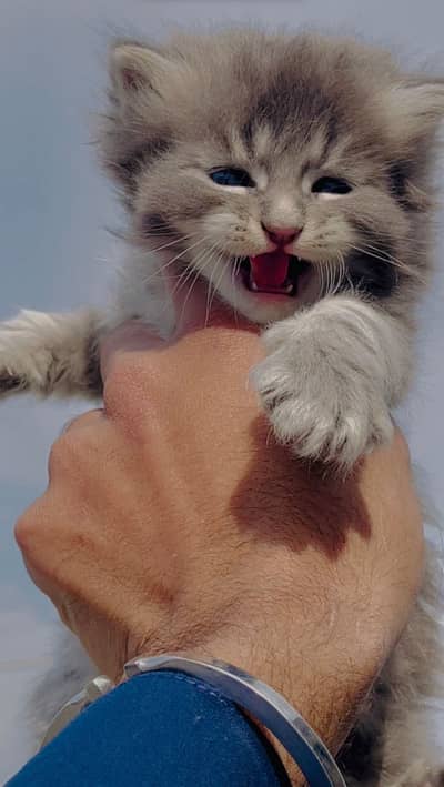 Persian Cat for sale