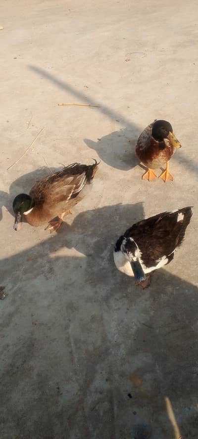 male and female duck