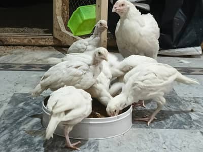 Heera Aseel Home Breed Chicks – Healthy & Pure
