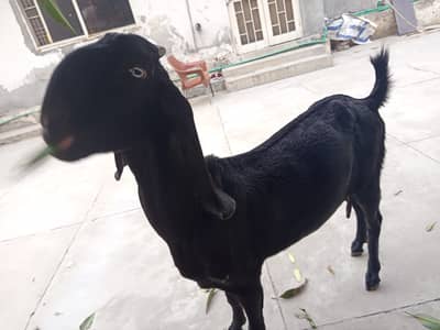 desi goat for sale