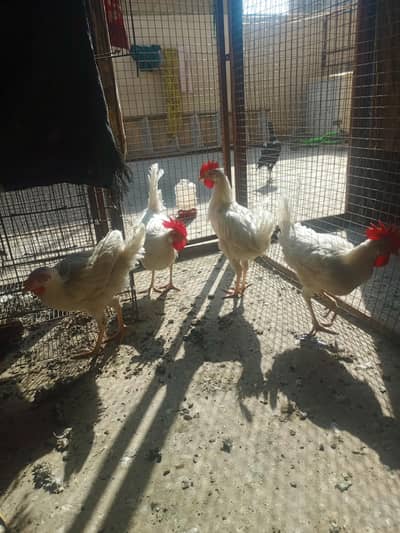 hens for sell
