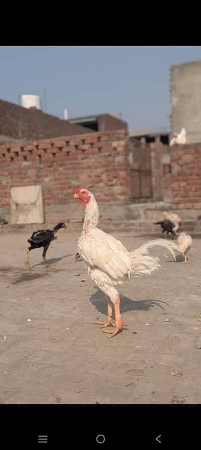 paper white pure parrot beek qandhari aseel