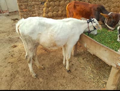 وشھی براے فروخت