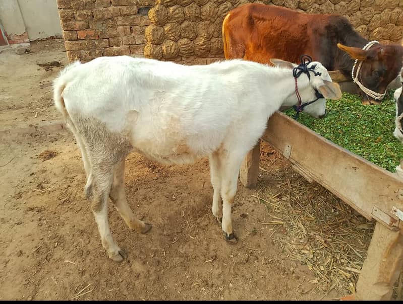 وشھی براے فروخت 0