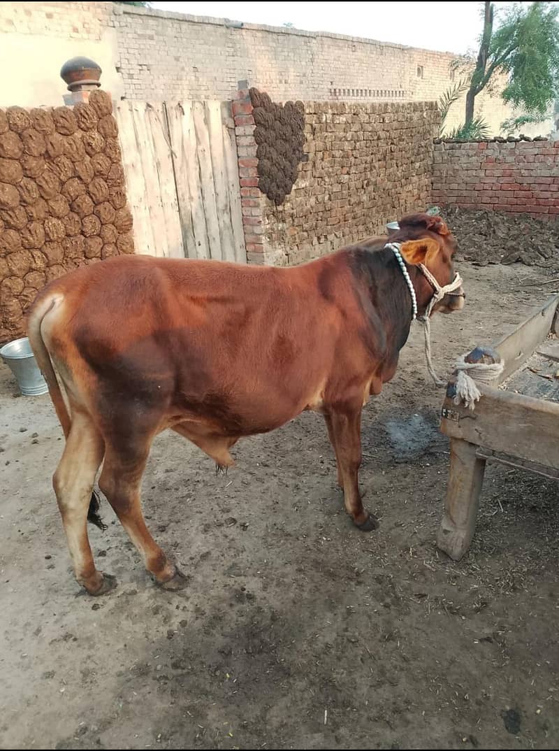 بیل برائے فروخت 0