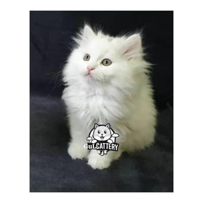 Persian British punch face piki face kitten cat available